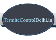 Termite Control Delhi